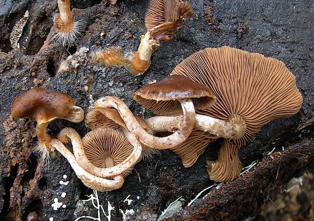 Psathyrella laevissima     (Romagn.)     Singer